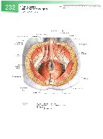 Sobotta  Atlas of Human Anatomy  Trunk, Viscera,Lower Limb Volume2 2006, page 239